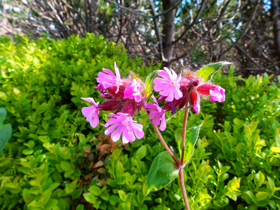 Silene dioica Tanet-Gazon du Faing.  France,Geotagged,Silene dioica,Silene_dioica,Spring