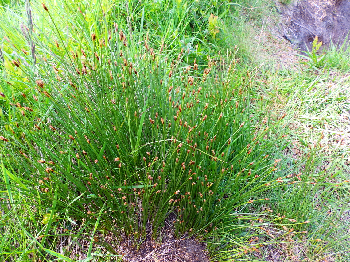 Tufted bulrush - Trichophorum cespitosum Tanet-Gazon du Faing.  France,Geotagged,Spring,Trichophorum cespitosum,Tufted bulrush