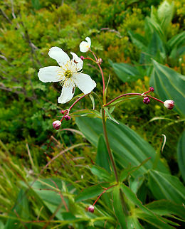 Ranunculus platanifolius Leaves behind are from gentiana lutea.
Tanet-Gazon du Faing.  France,Geotagged,Ranunculus platanifolius,Spring