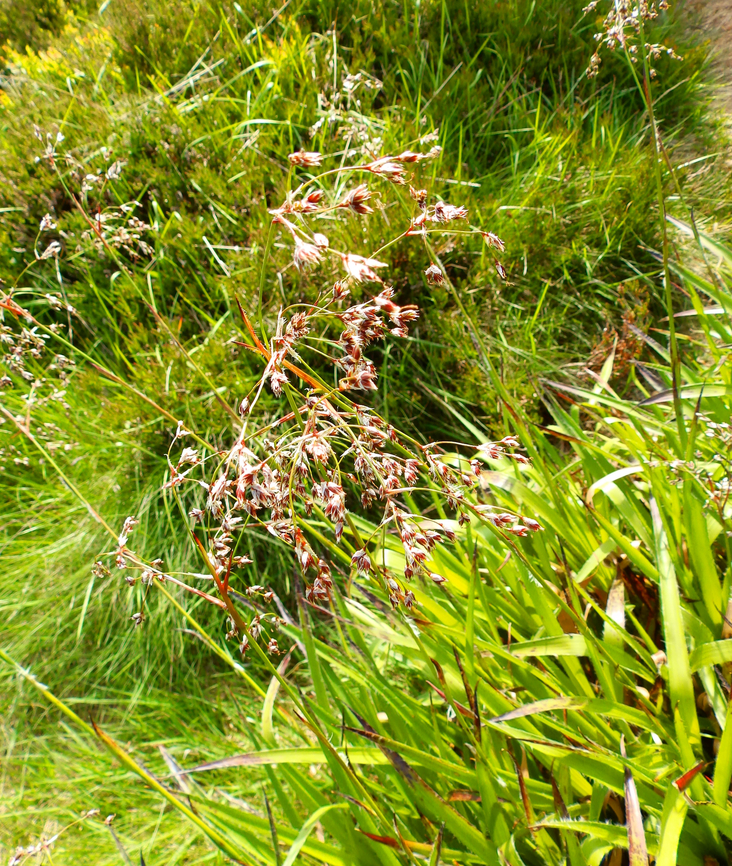 Luzula sylvatica Tanet-Gazon du Faing.  France,Geotagged,Great Woodrush,Luzula sylvatica,Spring