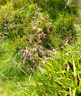 Luzula sylvatica Tanet-Gazon du Faing.  France,Geotagged,Great Woodrush,Luzula sylvatica,Spring
