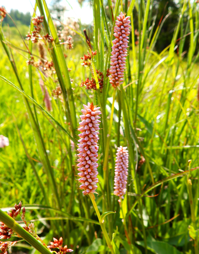 European bistort - Bistorta officinalis Tanet-Gazon du Faing.  Bistorta officinalis,European bistort,France,Geotagged,Spring