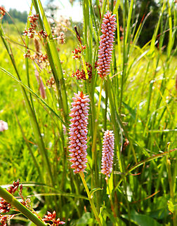 European bistort - Bistorta officinalis Tanet-Gazon du Faing.  Bistorta officinalis,European bistort,France,Geotagged,Spring