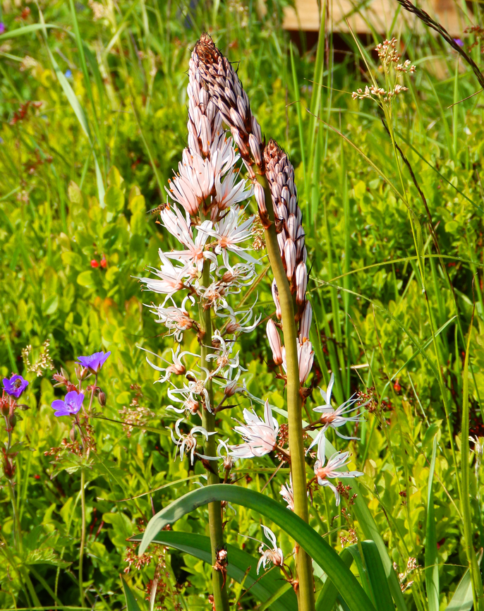 Asphodelus albus Tanet-Gazon du Faing. Small garden. Asphodelus albus,France,Geotagged,Spring,White asphodel