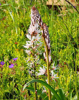 Asphodelus albus Tanet-Gazon du Faing. Small garden. Asphodelus albus,France,Geotagged,Spring,White asphodel