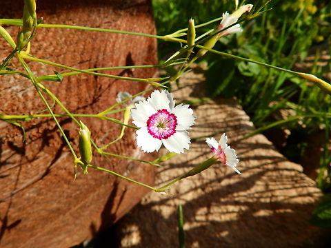 Dianthus plumarius Tanet-Gazon du Faing. Small garden. Dianthus plumarius,France,Geotagged,Spring