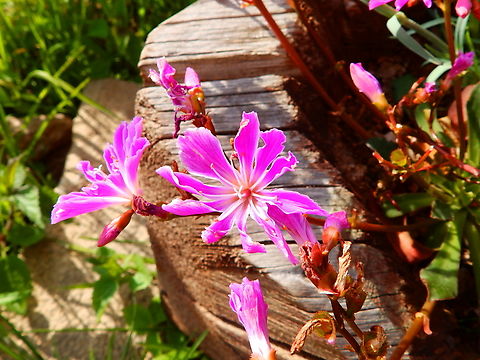 Lewisia cotyledon Tanet-Gazon du Faing. Small garden. Cliff Maids,France,Geotagged,Lewisia cotyledon,Spring
