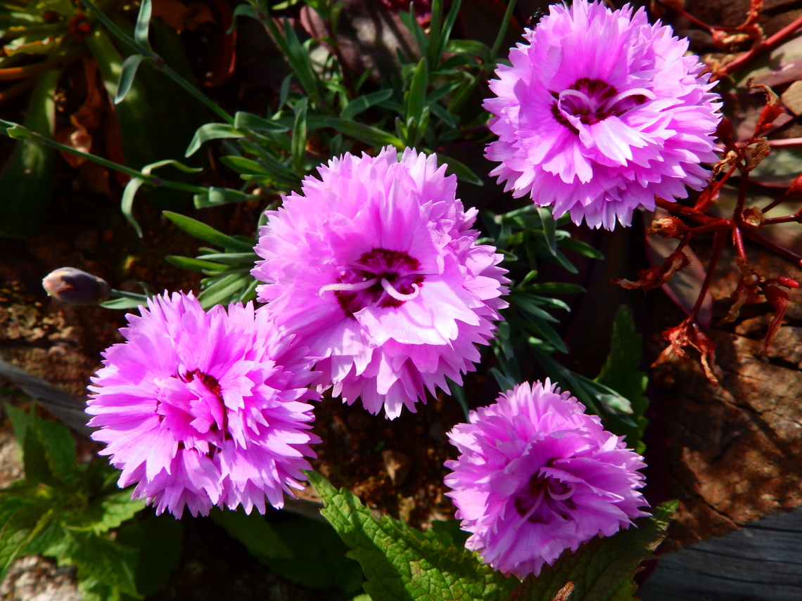 Dianthus Pop Star Tanet-Gazon du Faing. Small garden.  France,Geotagged,Spring