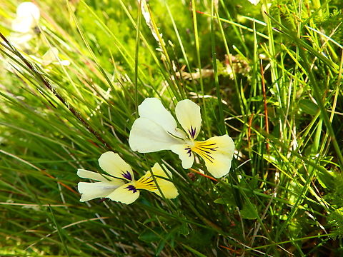 Viola lutea Tanet-Gazon du Faing.  France,Geotagged,Mountain pansy,Spring,Viola lutea