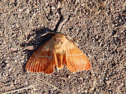 Macrothylacia rubi Tanet-Gazon du Faing. Close to le Tanet summit. Fox Moth,France,Geotagged,Macrothylacia rubi,Spring