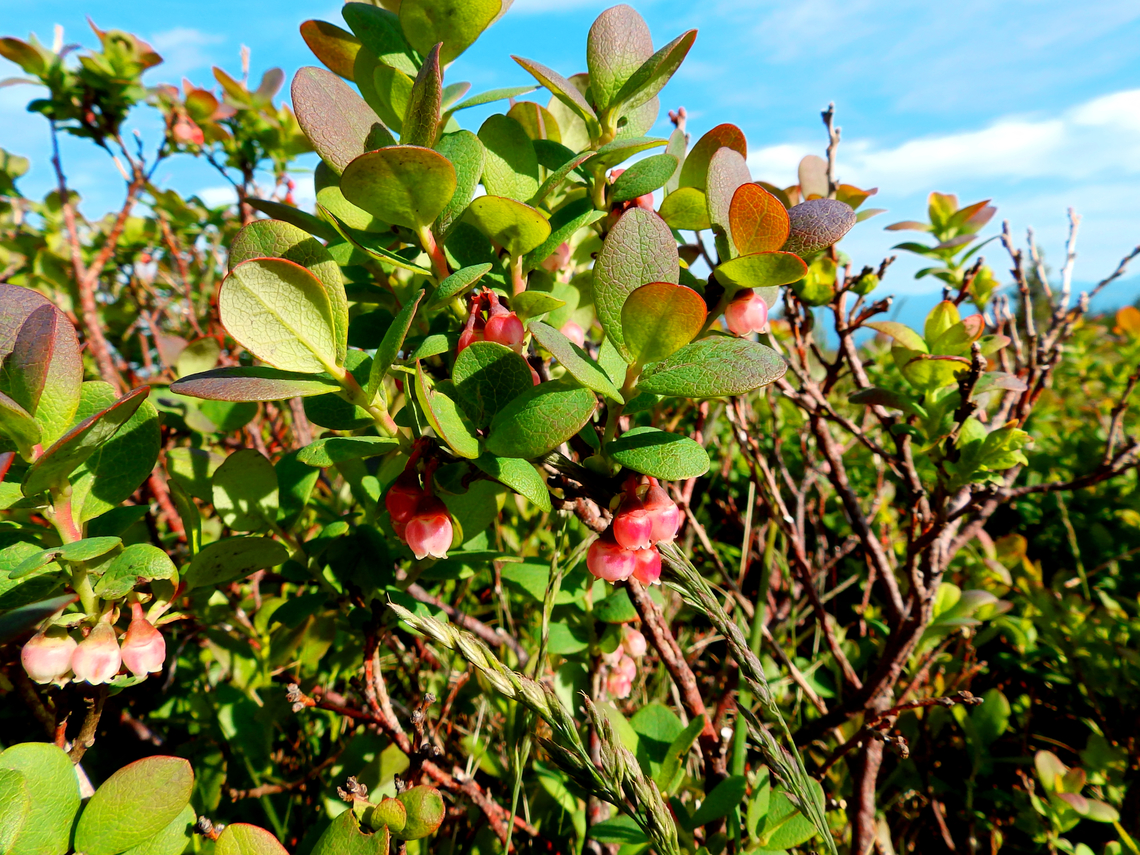 Vaccinium myrtillus Tanet-Gazon du Faing. Close to le Tanet summit.  European blueberry,France,Geotagged,Spring,Vaccinium myrtillus
