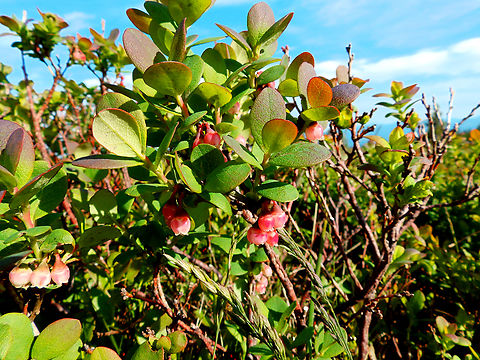 Vaccinium myrtillus Tanet-Gazon du Faing. Close to le Tanet summit.  European blueberry,France,Geotagged,Spring,Vaccinium myrtillus