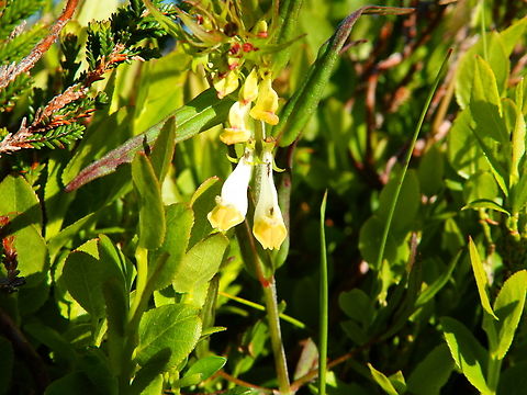 Common Cow-wheat - Melampyrum pratense Tanet-Gazon du Faing. Close to le Tanet summit.  Common Cow-wheat,France,Geotagged,Melampyrum pratense,Spring