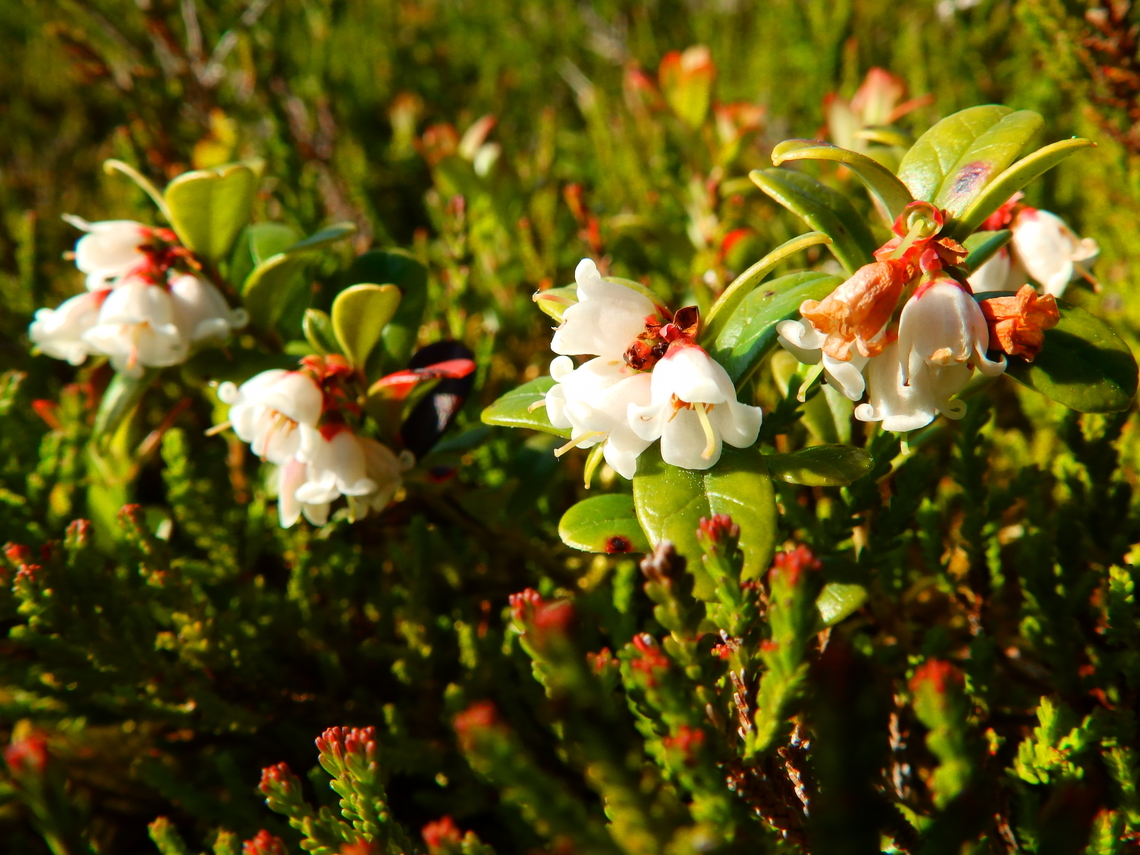 Lingonberry - Vaccinium vitis-idaea Tanet-Gazon du Faing. Close to le Tanet summit.  France,Geotagged,Lingonberry,Spring,Vaccinium vitis-idaea