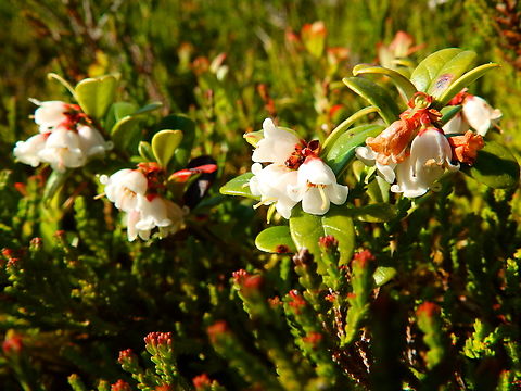 Lingonberry - Vaccinium vitis-idaea Tanet-Gazon du Faing. Close to le Tanet summit.  France,Geotagged,Lingonberry,Spring,Vaccinium vitis-idaea
