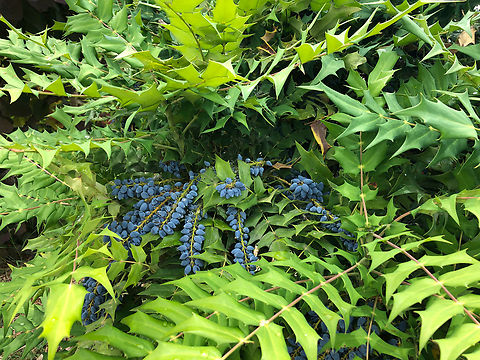 Japanese holly-grape - Mahonia japonica Cultivated. Kaysersberg. France,Geotagged,Japanese holly-grape,Mahonia japonica