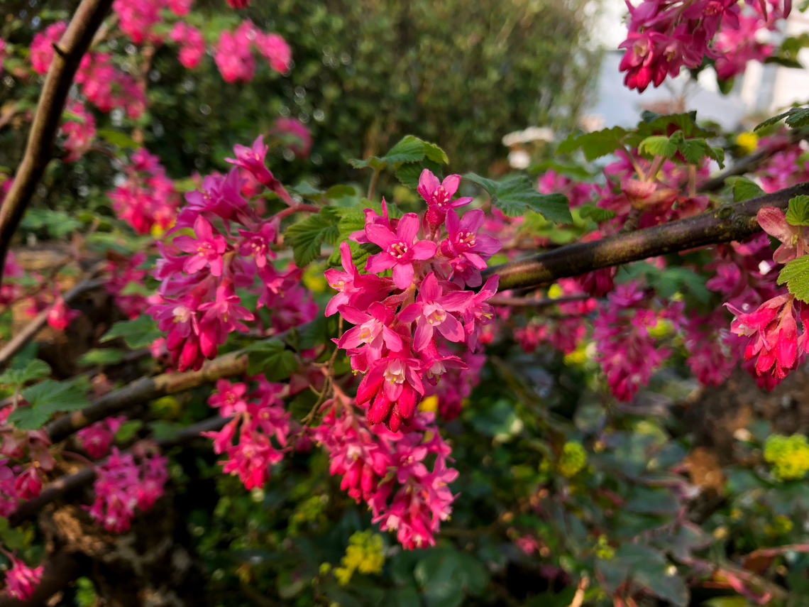 Red-flowering currant - Ribes sanguineum Cultivated. Belgium,Geotagged,Red-flowering currant,Ribes sanguineum