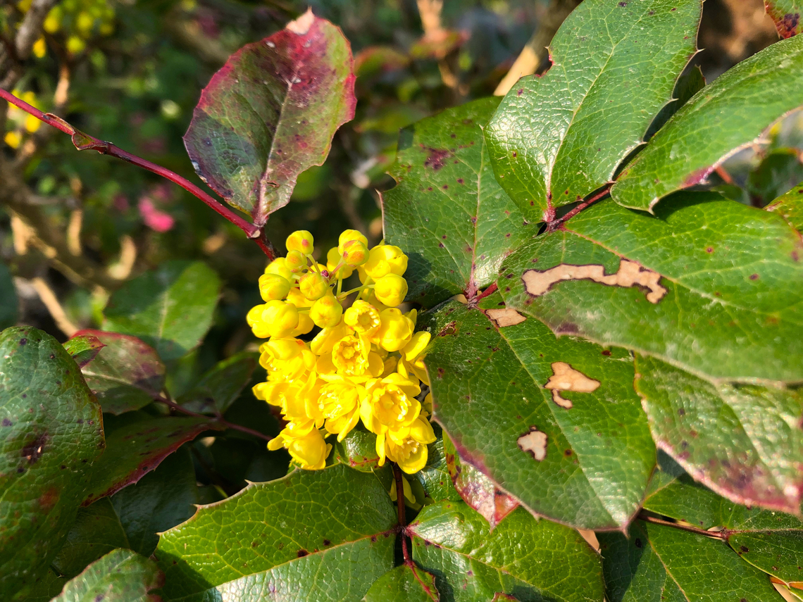 Oregon Grape - Mahonia aquifolium Cultivated. Belgium,Berberis aquifolium,Geotagged,Oregon Grape