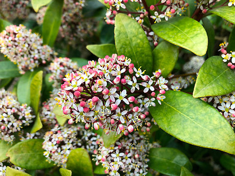 Japanese Skimmia - Skimmia japonica Cultivated. Belgium,Geotagged,Japanese Skimmia,Skimmia japonica
