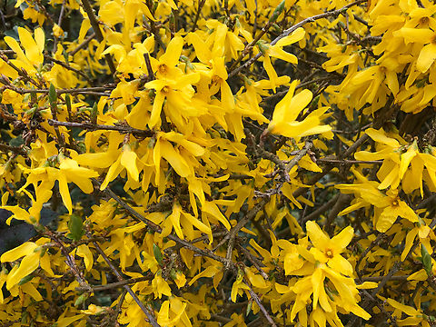 Forsythia x intermedia "Spectabilis" Cultivated. Belgium,Forsythia &times; intermedia,Geotagged