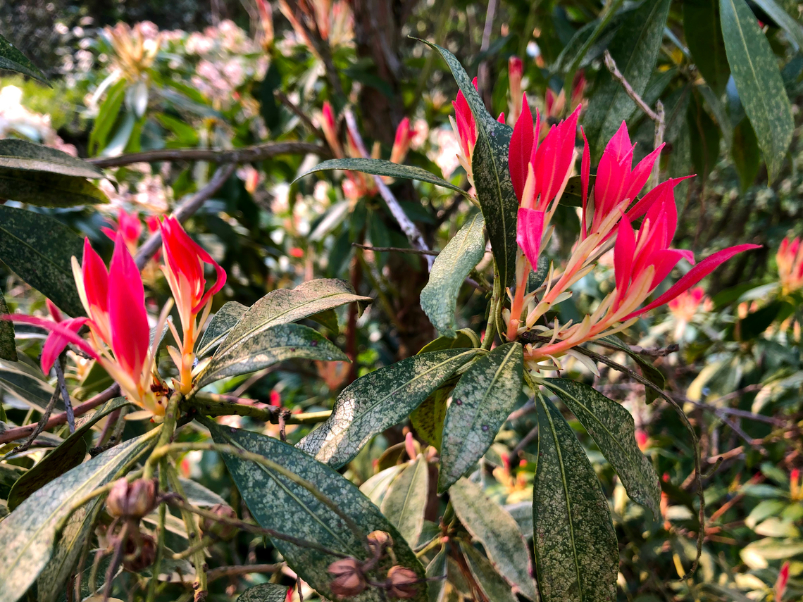 Japanese andromeda - Pieris japonica Cultivated. Belgium,Geotagged,Pieris  japonica,Pieris japonica