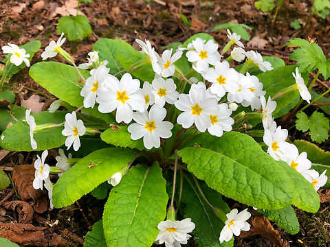 Primula Speelbos De Motte. Growing wild but it could come from a spread from nearby gardens. Belgium,Common Primrose,Geotagged,Primula vulgaris