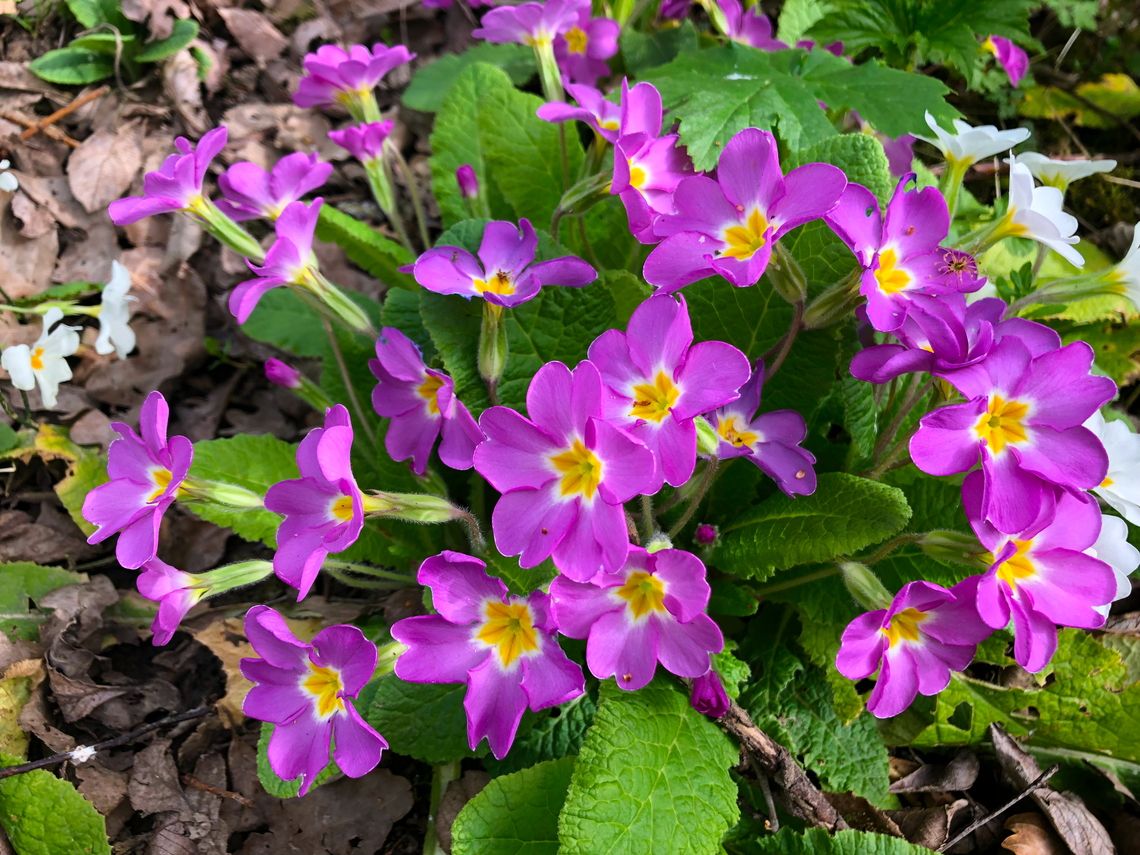 Primula vulgaris (maybe x juliae) Speelbos De Motte Belgium,Common Primrose,Geotagged,Primula vulgaris