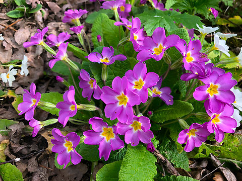 Primula vulgaris (maybe x juliae) Speelbos De Motte Belgium,Common Primrose,Geotagged,Primula vulgaris