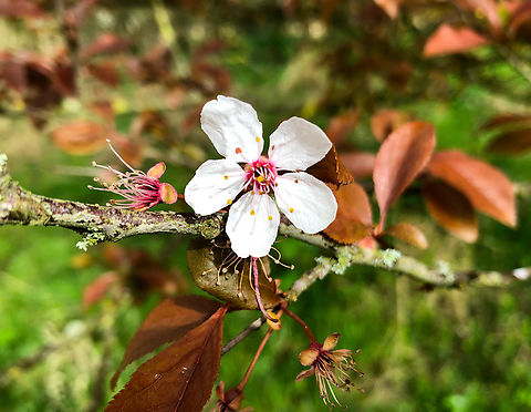 Prunus cerasifera Speelbos De Motte. Belgium,Cherry plum,Geotagged,Prunus cerasifera