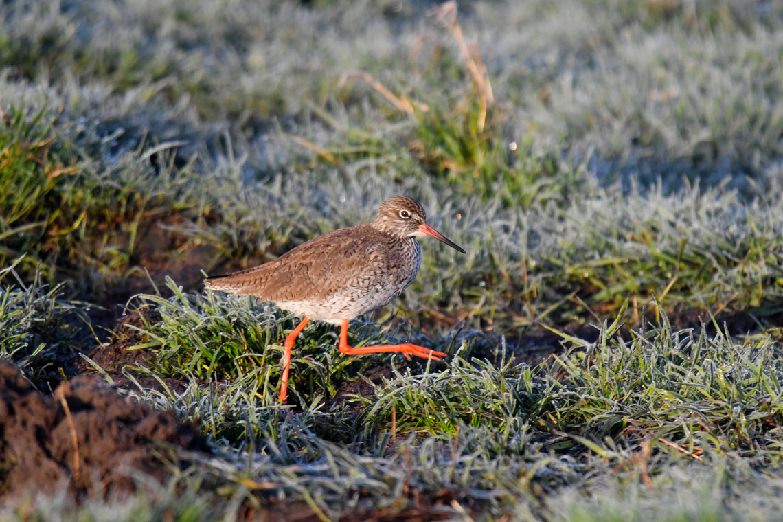 Common redshank - Tringa totanus Uitkerkse Polders. Belgium,Common redshank,Geotagged,Spring,Tringa totanus