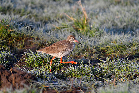 Common redshank - Tringa totanus Uitkerkse Polders. Belgium,Common redshank,Geotagged,Spring,Tringa totanus