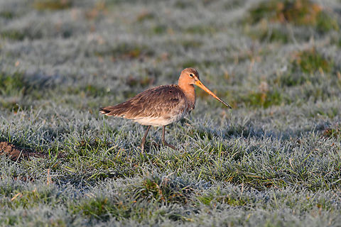 Black-tailed Godwit - Limosa limosa Uitkerkse Polders. Belgium,Black-tailed Godwit,Geotagged,Limosa limosa,Spring
