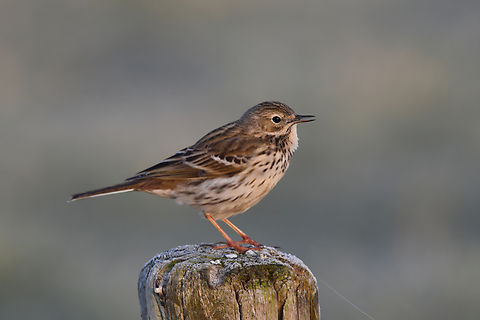 Meadow pipit - Anthus pratensis Uitkerkse Polders.  Anthus pratensis,Belgium,Geotagged,Meadow pipit,Spring
