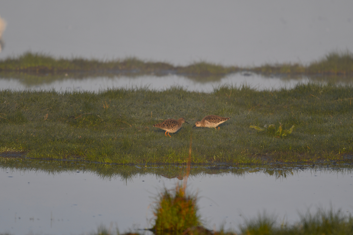 Ruff - Calidris pugnax Uitkerkse Polders.  Belgium,Calidris pugnax,Geotagged,Philomachus pugnax,Ruff,Spring