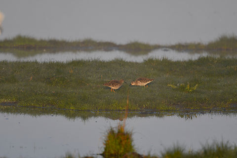 Ruff - Calidris pugnax Uitkerkse Polders.  Belgium,Calidris pugnax,Geotagged,Philomachus pugnax,Ruff,Spring