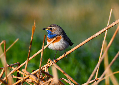 Bluethroat - Luscinia svecica Uitkerkse Polders.  Belgium,Bluethroat,Geotagged,Luscinia svecica,Spring