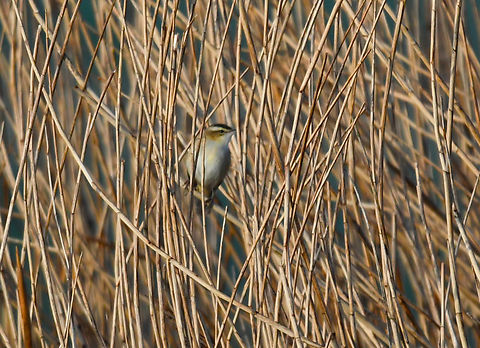 Sedge Warbler - Acrocephalus schoenobaenus Uitkerkse Polders.  Acrocephalus schoenobaenus,Belgium,Geotagged,Sedge Warbler,Spring