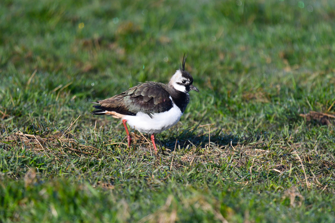 Northern lapwing - Vanellus vanellus Uitkerkse Polders.  Belgium,Geotagged,Northern lapwing,Spring,Vanellus vanellus
