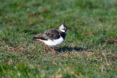 Northern lapwing - Vanellus vanellus Uitkerkse Polders.  Belgium,Geotagged,Northern lapwing,Spring,Vanellus vanellus