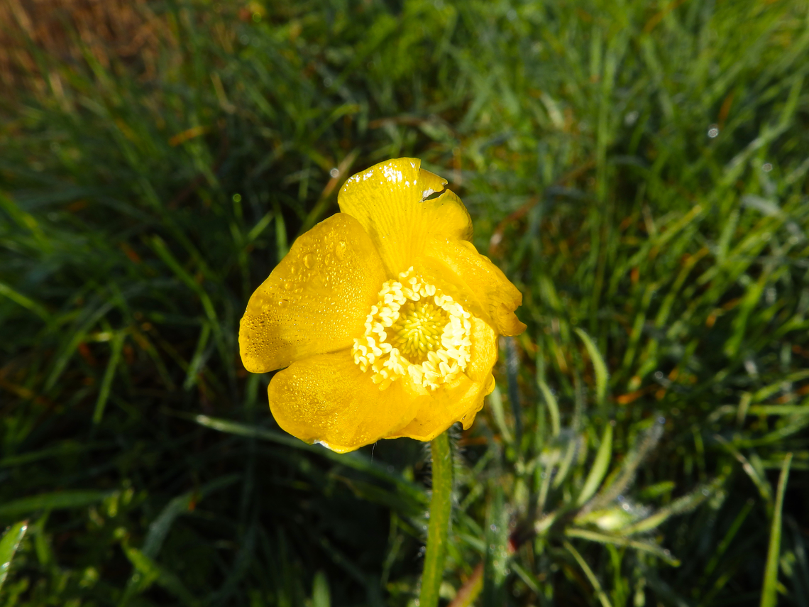 Bulbous buttercup  - Ranunculus bulbosus Wild. Big single flower. I forgot to make pics of the leaves unfortunately. Help with ID highly welcome!<br />
Uitkerkse Polders. Belgium,Geotagged,Ranunculus bulbosus,Spring