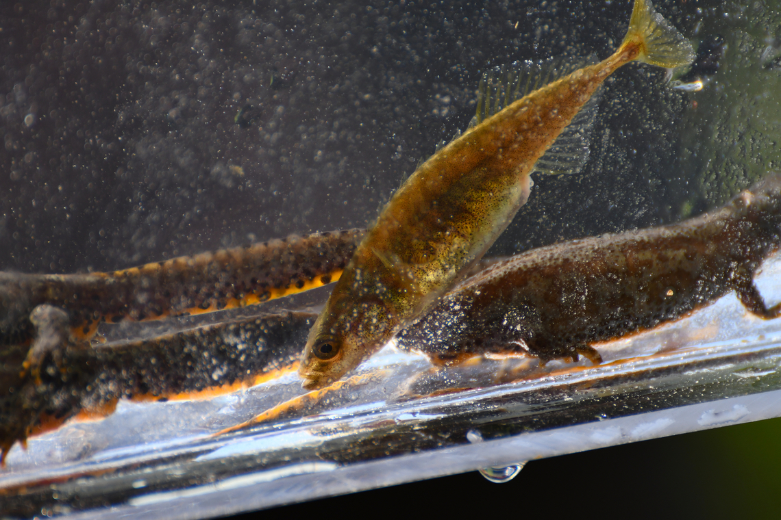 Ninespine stickleback - Pungitius pungitius Taken from a pond with salamanders to view the species. They were placed in transparent boxes with water for viewing then released.<br />
Overbroek, Herk, Sint Truiden. Belgium,Geotagged,Ninespine stickleback,Pungitius pungitius,Spring