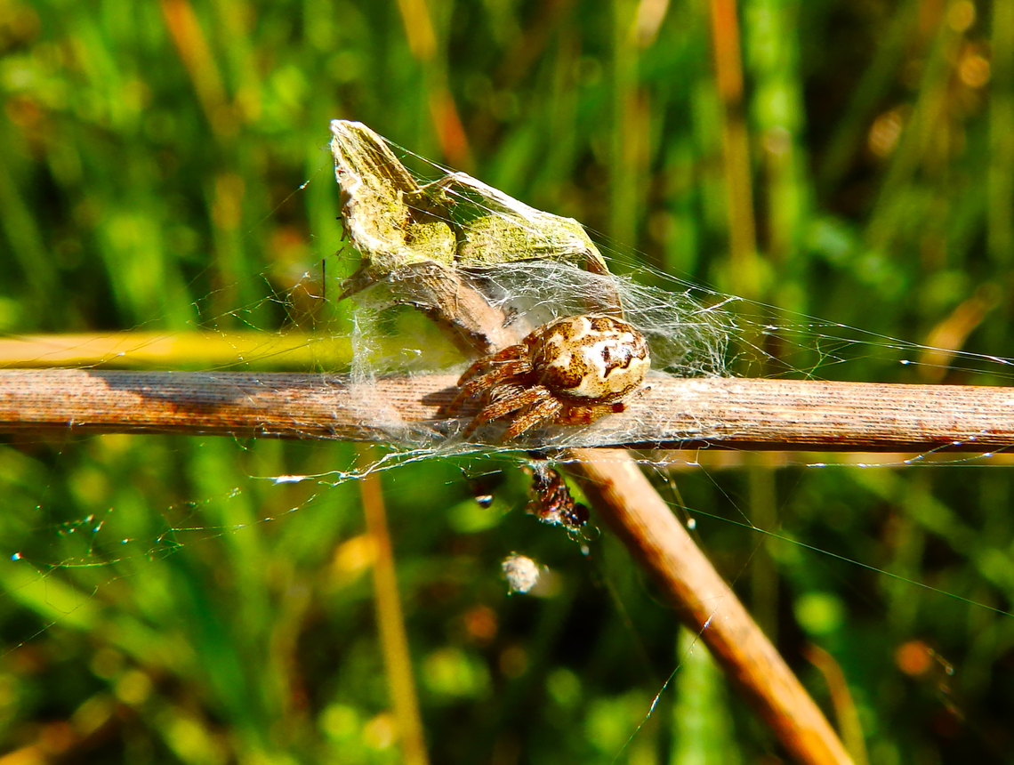Furrow Orb Spider - Larinioides cornutus Overbroek, Herk, Sint Truiden.  Belgium,Furrow Orb Spider,Geotagged,Larinioides cornutus,Spring