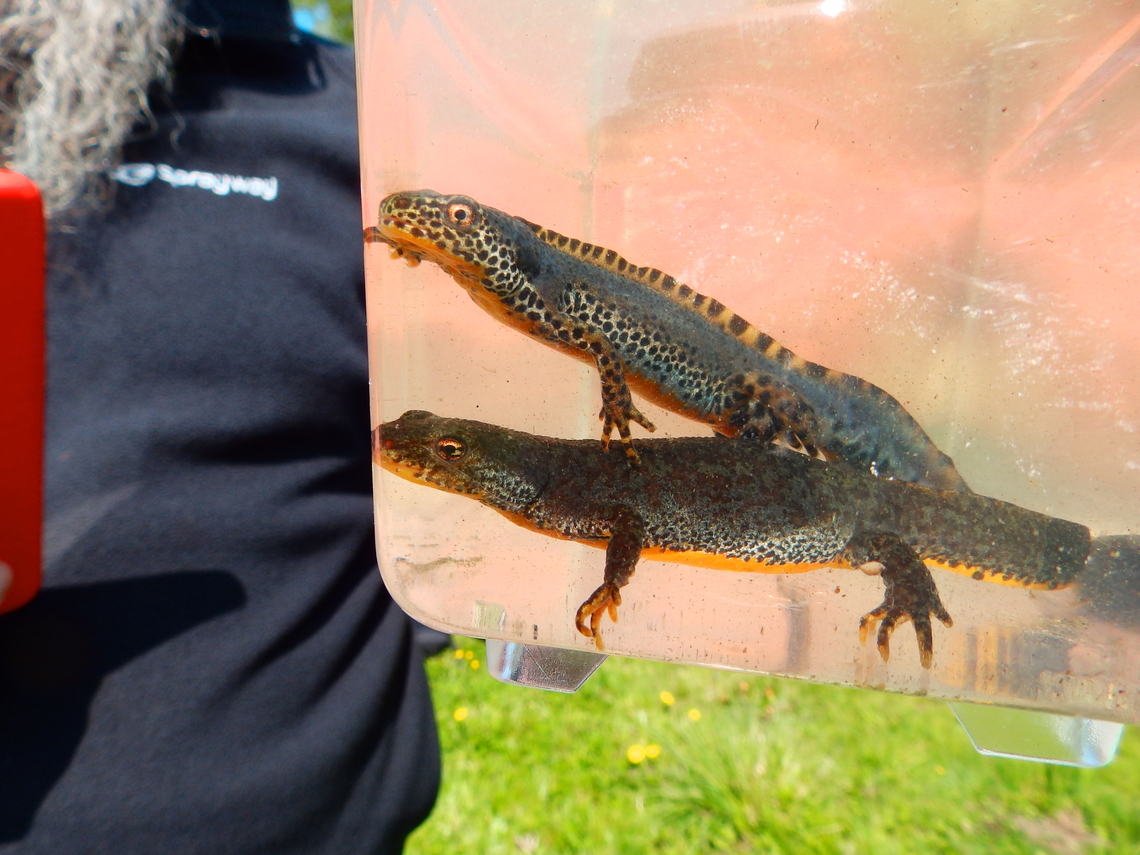 Alpine Newt - Ichthyosaura alpestris Posing for the camera.<br />
Taken from a pond with salamanders to view the species. They were placed in transparent boxes with water for viewing then released.<br />
Overbroek, Herk, Sint Truiden.  Alpine Newt,Belgium,Geotagged,Ichthyosaura alpestris,Spring
