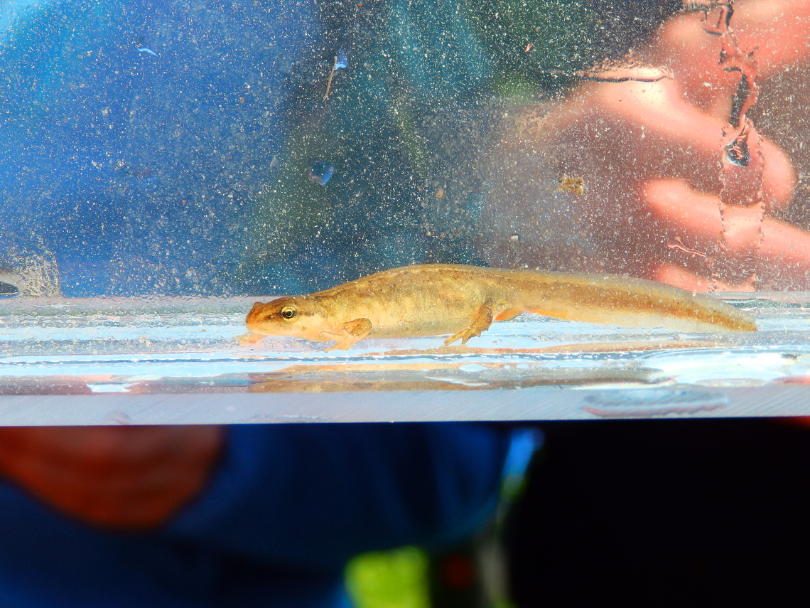 Smooth Newt - Lissotriton vulgaris female Taken from a pond with salamanders to view the species. They were placed in transparent boxes with water for viewing then released.<br />
Overbroek, Herk, Sint Truiden.  Belgium,Geotagged,Lissotriton vulgaris,Smooth Newt,Spring