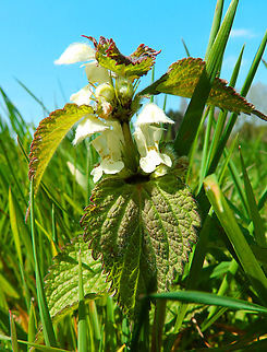 White Deadnettle- Lamium album Overbroek, Herk, Sint Truiden.  Belgium,Geotagged,Lamium album,Spring,White Deadnettle