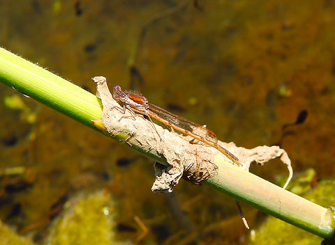 Common Winter Damselfly - Sympecma fusc, male Egoven, Sint Truiden Belgium,Common Winter Damselfly,Geotagged,Spring,Sympecma fusca
