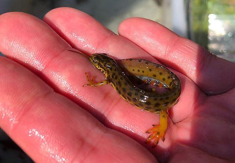 Smooth Newt - Lissotriton vulgaris, male Taken from a pond with salamanders to view the species. They were placed in transparent boxes with water for viewing then released.
Egoven, Sint Truiden. Belgium,Geotagged,Lissotriton vulgaris,Smooth Newt