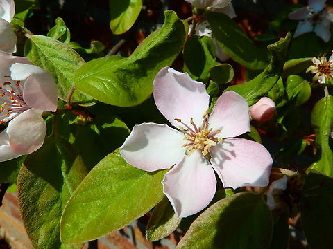 Quince - Cydonia oblonga Cultivated. Sint-Truiden. Belgium,Cydonia oblonga,Geotagged,Quince,Spring