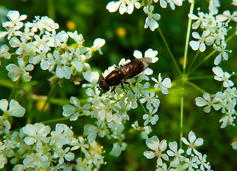 Riponnensia splendens, female Borgloon. Belgium,Geotagged,Riponnensia splendens,Spring