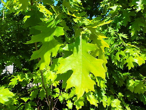 Northern red oak - Quercus rubra Possibly cultivated as is close to the See Through Church of Borgloon, in a farming area.
https://www.discoveringbelgium.com/the-see-through-church-of-borgloon/ Belgium,Geotagged,Northern red oak,Quercus rubra,Spring